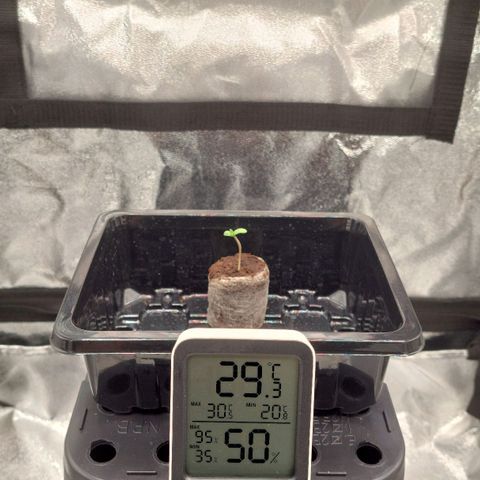 Wedding Gelato #1 growlog photo