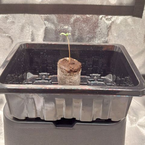 Wedding Gelato #1 growlog photo