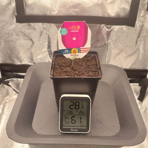 Wedding Gelato #1 growlog timeline photo