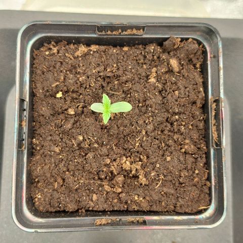 Wedding Gelato #1 growlog photo