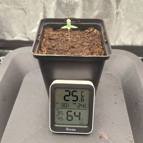 Wedding Gelato #1 growlog timeline photo