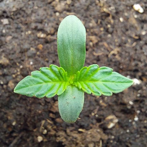Wedding Gelato #1 growlog timeline photo