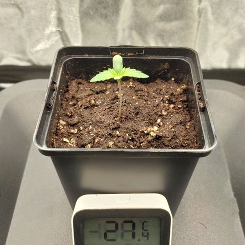 Wedding Gelato #1 growlog timeline photo