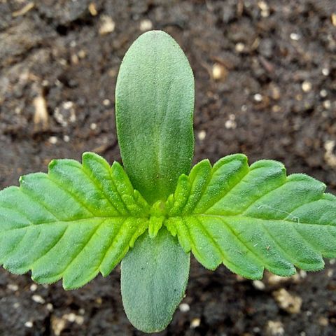 Wedding Gelato #1 growlog timeline photo