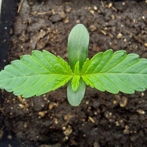 Wedding Gelato #1 growlog timeline photo
