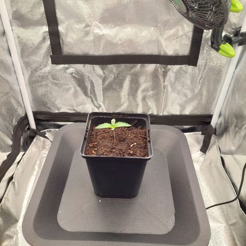 Wedding Gelato #1 growlog timeline photo