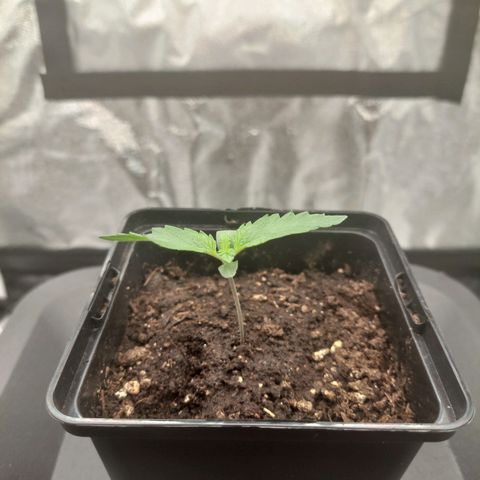 Wedding Gelato #1 growlog timeline photo