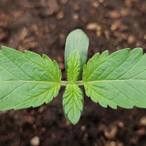 Wedding Gelato #1 growlog timeline photo