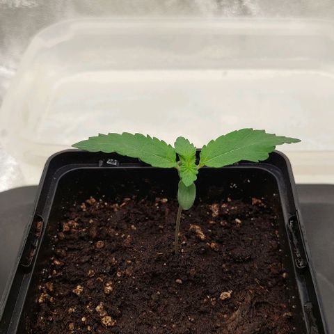 Wedding Gelato #1 growlog timeline photo