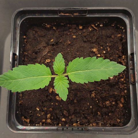 Wedding Gelato #1 growlog timeline photo
