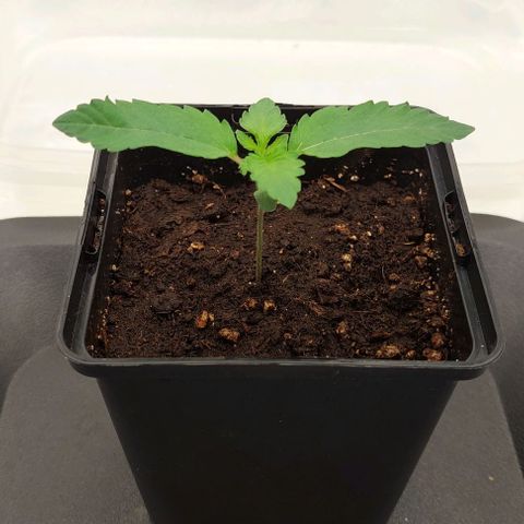 Wedding Gelato #1 growlog timeline photo