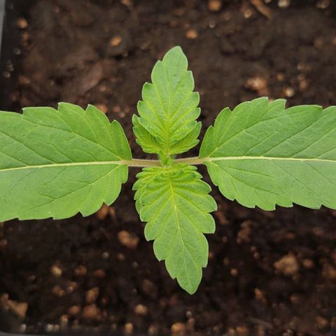 Wedding Gelato #1 growlog timeline photo