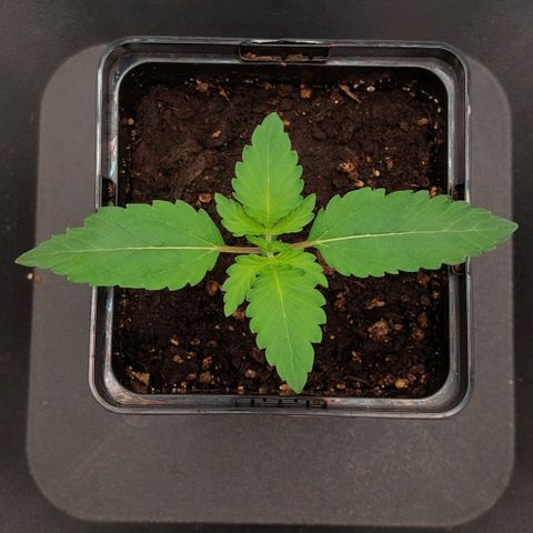 Wedding Gelato #1 growlog timeline photo