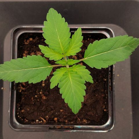 Wedding Gelato #1 growlog timeline photo