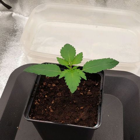 Wedding Gelato #1 growlog timeline photo