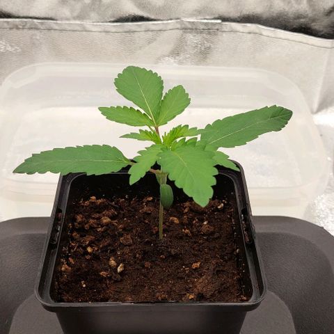 Wedding Gelato #1 growlog timeline photo