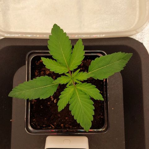 Wedding Gelato #1 growlog timeline photo