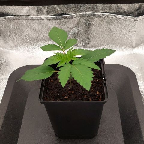 Wedding Gelato #1 growlog timeline photo