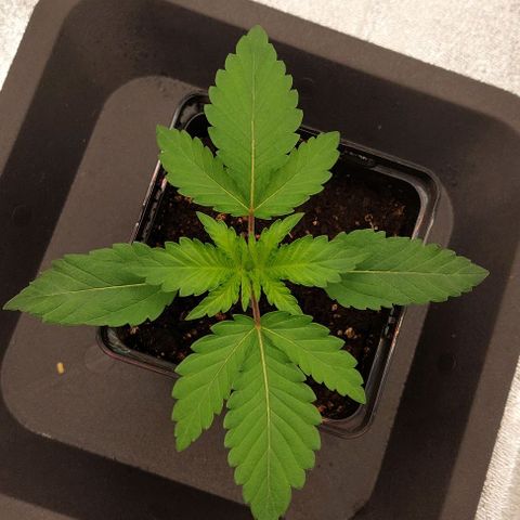 Wedding Gelato #1 growlog timeline photo