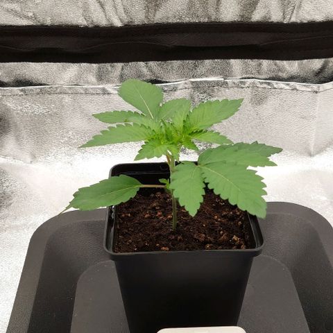 Wedding Gelato #1 growlog timeline photo
