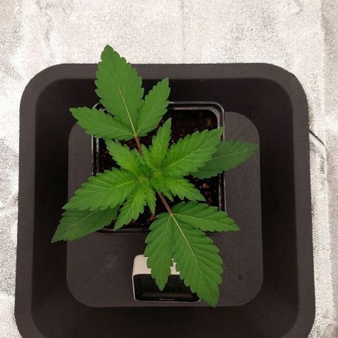Wedding Gelato #1 growlog timeline photo