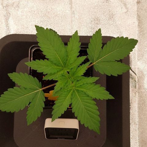 Wedding Gelato #1 growlog timeline photo