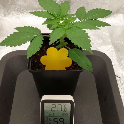 Wedding Gelato #1 growlog timeline photo