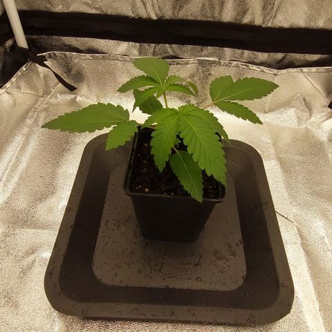 Wedding Gelato #1 growlog timeline photo