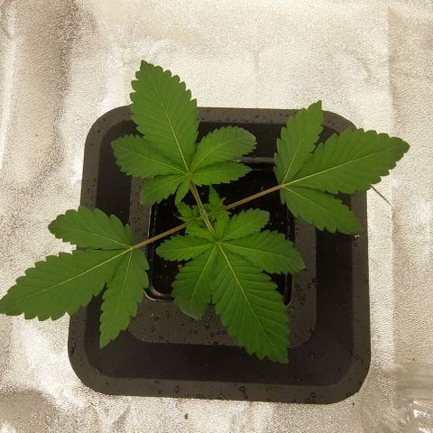 Wedding Gelato #1 growlog timeline photo