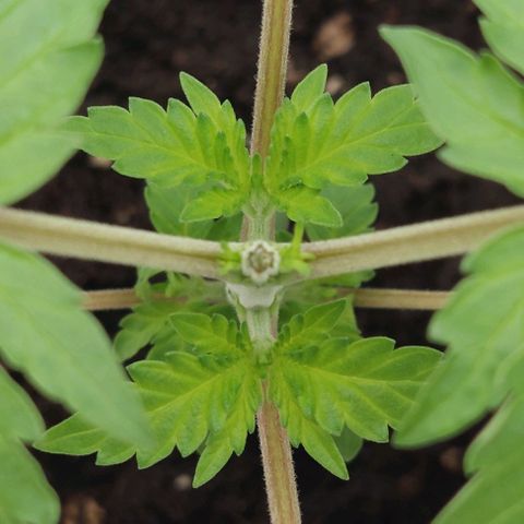 Wedding Gelato #1 growlog timeline photo