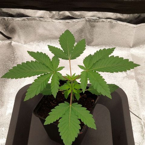 Wedding Gelato #1 growlog timeline photo