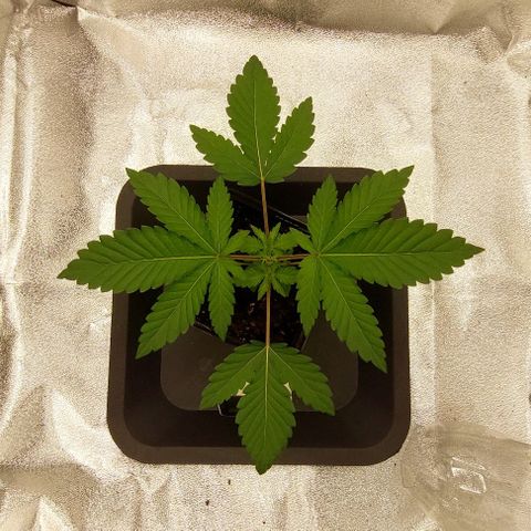 Wedding Gelato #1 growlog timeline photo