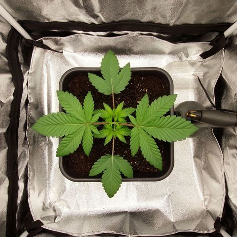 Wedding Gelato #1 growlog timeline photo