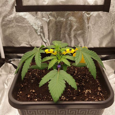 Wedding Gelato #1 growlog timeline photo