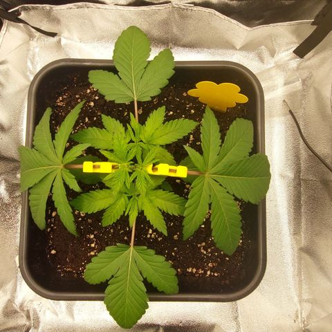 Wedding Gelato #1 growlog timeline photo
