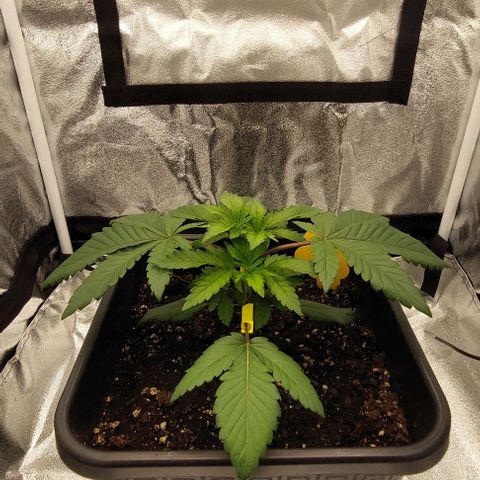 Wedding Gelato #1 growlog photo: Sieht immer noch traurig aus nach dem Umtopfen