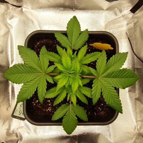 Wedding Gelato #1 growlog timeline photo