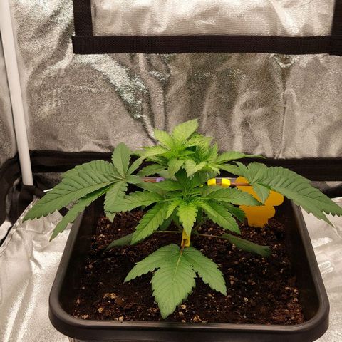 Wedding Gelato #1 growlog timeline photo