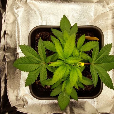 Wedding Gelato #1 growlog timeline photo