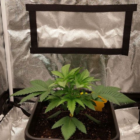 Wedding Gelato #1 growlog timeline photo
