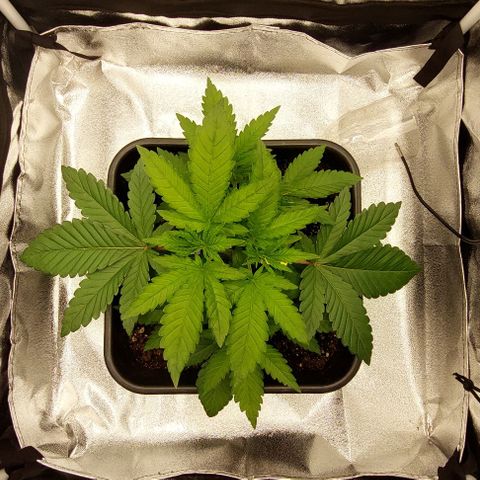 Wedding Gelato #1 growlog timeline photo