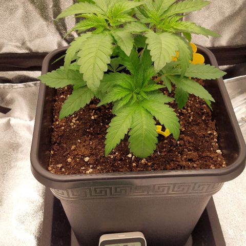 Wedding Gelato #1 growlog timeline photo