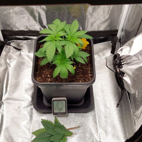 Wedding Gelato #1 growlog timeline photo