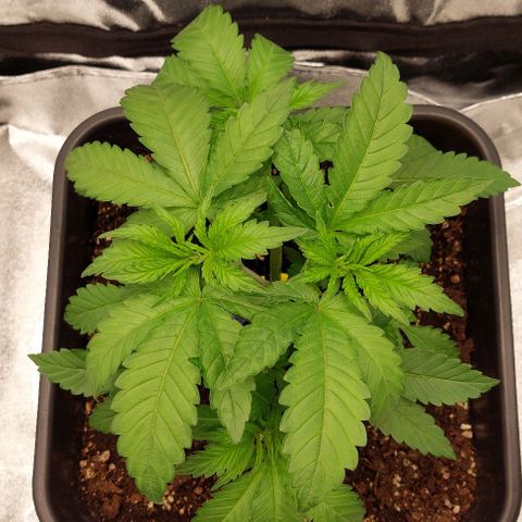 Wedding Gelato #1 growlog timeline photo