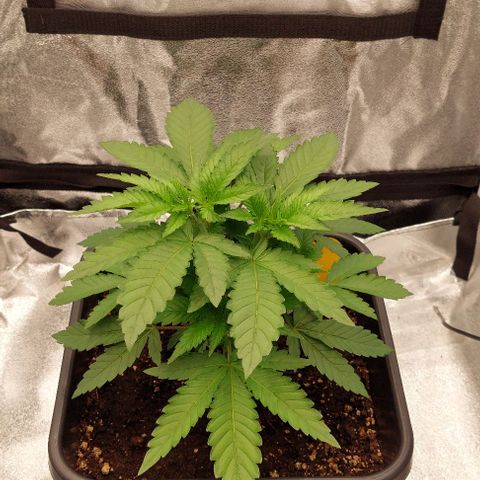 Wedding Gelato #1 growlog timeline photo