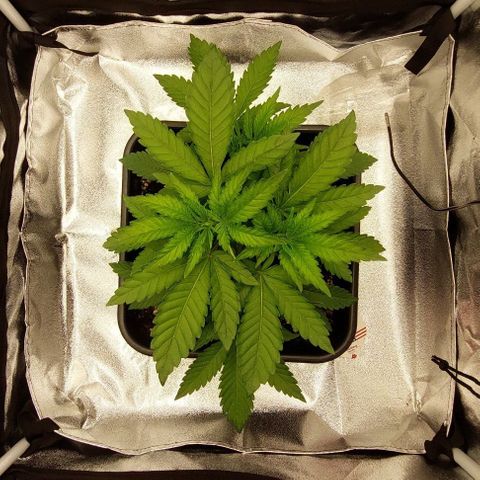 Wedding Gelato #1 growlog timeline photo