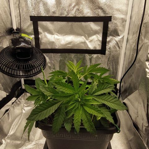 Wedding Gelato #1 growlog timeline photo