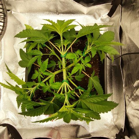 Wedding Gelato #1 growlog timeline photo