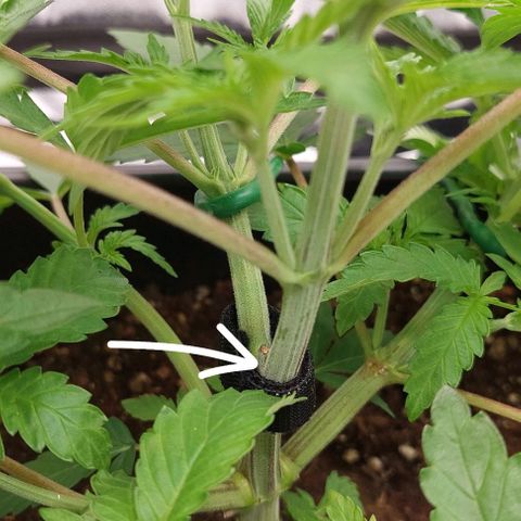 Wedding Gelato #1 growlog timeline photo