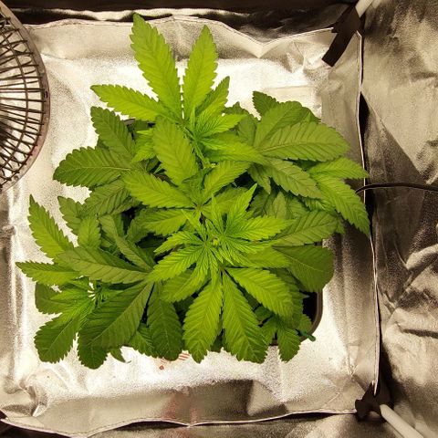 Wedding Gelato #1 growlog timeline photo